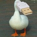 charger-duck avatar