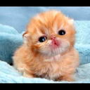 charles-french avatar