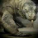 charlesthekomododragon avatar