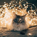 charlie-the-uncreative avatar