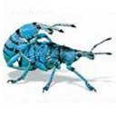 charlie-vermin avatar