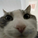 charliebird026 avatar