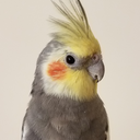 charliebirddd avatar