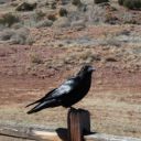 charliedidtheirbest avatar