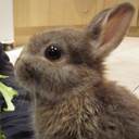 charliehouserabbit-blog avatar