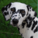 charliethedalmatian avatar