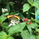 charlottezollner avatar