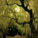 charlstonchew avatar