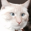 charmancat avatar