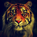 charmanderzdomain avatar