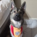 charming-angst avatar