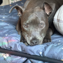 charming-fan-girl avatar