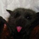 charminglybatty avatar