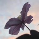 charred-angel-ribs avatar