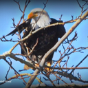 charstufflove avatar