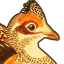 chase-solidago avatar