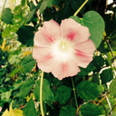 chasee-dreamss avatar