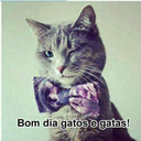 chaserbrazilsp avatar