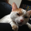 chat-con-blog avatar