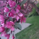 chatteringcrowteeth avatar