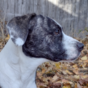 chattermaxunderthesink avatar