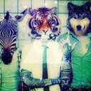 chau-mohicano avatar