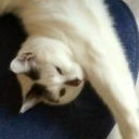 chauncey-gardner avatar