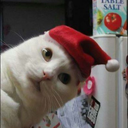 chebeer avatar