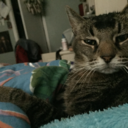 cheekykittens avatar