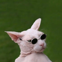 cheerandmorbidity avatar