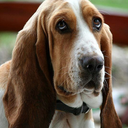 cheerfulbassethound avatar