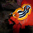 cheerfulchromodoris42 avatar