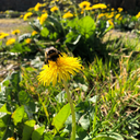 cheerios-bowl avatar