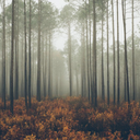 cheers-to-the-twilight avatar