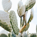 cheeruplittleflower avatar