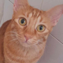 cheese-cakes-world avatar