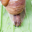 cheesecakethesnail avatar