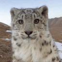 cheeseforbrunch avatar