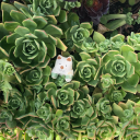 cheeselerking avatar