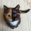 cheeselovingal-blog avatar