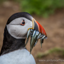 cheeselovinpuffin avatar