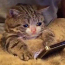 cheesemurdock avatar