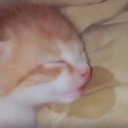 cheesetoestie avatar