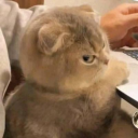 cheeseunknownking avatar