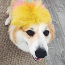 cheesycami avatar
