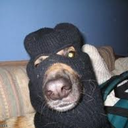 cheesypeanuts avatar