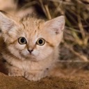 cheesypopsicles avatar