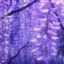 cheesytangerine avatar