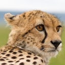 cheetahcamp avatar