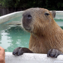 cheez-and-stuf avatar